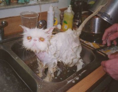 kittybath.jpg